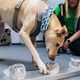 Imagen para el artículo titulado En el aeropuerto de Helsinki han comenzado a usar perros para detectar pasajeros enfermos de covid-19
